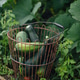 Fresh harvested zucchini and tomato in garden basket Fresh harvested zucchini and tomato in garden basket - PhotoDune Item for Sale