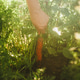 Woman harvesting fresh organic carrots from home garden Woman harvesting fresh organic carrots from home garden - PhotoDune Item for Sale