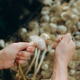 Hands cleaning fresh organic garlic after harvest Hands cleaning fresh organic garlic after harvest - PhotoDune Item for Sale