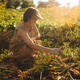 Woman harvesting organic onions in a home garden Woman harvesting organic onions in a home garden - PhotoDune Item for Sale