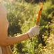 Woman harvesting fresh organic carrots in a home garden Woman harvesting fresh organic carrots in a home garden - PhotoDune Item for Sale