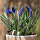 Blue Grape Hyacinth Muscari Flowers Growing in White Pot, Spring Container Garden Top View Blue Grape Hyacinth Muscari Flowers Growing in White Pot, Spring Container Garden Top View - PhotoDune Item for Sale