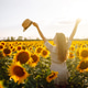 Woman strolling through field with sunflowers. Fashion, lifestyle, travel and vacations concept. Woman strolling through field with sunflowers. Fashion, lifestyle, travel and vacations concept. - PhotoDune Item for Sale