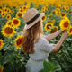 Woman strolling through field with sunflowers. Fashion, lifestyle, travel and vacations concept. Woman strolling through field with sunflowers. Fashion, lifestyle, travel and vacations concept. - PhotoDune Item for Sale
