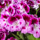 Vibrant Bicolor Pink and Dark Purple Regal Geranium (Pelargonium grandiflorum) Flowers Vibrant Bicolor Pink and Dark Purple Regal Geranium (Pelargonium grandiflorum) Flowers - PhotoDune Item for Sale