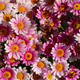 Vibrant pink marguerite daisy flowers Argyranthemum frutescens blooming in a sunny spring garden Vibrant pink marguerite daisy flowers Argyranthemum frutescens blooming in a sunny spring garden - PhotoDune Item for Sale