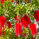 Vibrant Crimson Bottlebrush (Callistemon) Tree Branches Blooming in a Sunny Garden Vibrant Crimson Bottlebrush (Callistemon) Tree Branches Blooming in a Sunny Garden - PhotoDune Item for Sale
