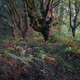 A blanket of ferns covers the ground of a native deciduous forest A blanket of ferns covers the ground of a native deciduous forest - PhotoDune Item for Sale