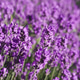 Close-up of blooming lavender, copy space for text about growing aromatic herbs for cooking and cosm Close-up of blooming lavender, copy space for text about growing aromatic herbs for cooking and cosm - PhotoDune Item for Sale