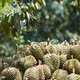 Large quantity of fresh durian fruits arranged in baskets with a background pile at a tropical farm Large quantity of fresh durian fruits arranged in baskets with a background pile at a tropical farm - PhotoDune Item for Sale