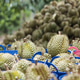 Large quantity of fresh durian fruits arranged in baskets with a background pile at a tropical farm Large quantity of fresh durian fruits arranged in baskets with a background pile at a tropical farm - PhotoDune Item for Sale