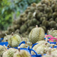 Large quantity of fresh durian fruits arranged in baskets with a background pile at a tropical farm Large quantity of fresh durian fruits arranged in baskets with a background pile at a tropical farm - PhotoDune Item for Sale