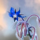 Macro of an intense blue borage flower with hairy buds. Macro of an intense blue borage flower with hairy buds. - PhotoDune Item for Sale