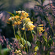 Wild Cowslip Flowers In Soft Spring Light Wild Cowslip Flowers In Soft Spring Light - PhotoDune Item for Sale