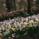 White Wood Anemones Covering Spring Forest Floor White Wood Anemones Covering Spring Forest Floor - PhotoDune Item for Sale