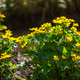 Yellow Marsh Marigolds Along Quiet Woodland Water Yellow Marsh Marigolds Along Quiet Woodland Water - PhotoDune Item for Sale