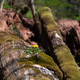 Tiny Dandelions Growing On Fallen Forest Tree Tiny Dandelions Growing On Fallen Forest Tree - PhotoDune Item for Sale