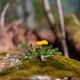 Wild Dandelions Along Mossy Forest Timber Wild Dandelions Along Mossy Forest Timber - PhotoDune Item for Sale