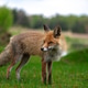 Young Woodland Fox Looking Across Spring Field Young Woodland Fox Looking Across Spring Field - PhotoDune Item for Sale