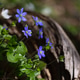 Wild Blue Hepatica Flowers Beside Old Wood Wild Blue Hepatica Flowers Beside Old Wood - PhotoDune Item for Sale