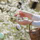 Woman Preparing Tree for Easter Celebration Woman Preparing Tree for Easter Celebration - PhotoDune Item for Sale