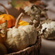 Pumpkin arrangement with dried leaves and fall colors Pumpkin arrangement with dried leaves and fall colors - PhotoDune Item for Sale
