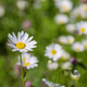 White Daisy Flower with Yellow Center in Green Meadow White Daisy Flower with Yellow Center in Green Meadow - PhotoDune Item for Sale