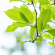 Spring Green Foliage on Tree Branch Spring Green Foliage on Tree Branch - PhotoDune Item for Sale