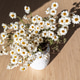 White Paper Daisies In Vase On Table White Paper Daisies In Vase On Table - PhotoDune Item for Sale