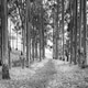 Path Through Gum Trees Black And White Path Through Gum Trees Black And White - PhotoDune Item for Sale