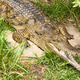 Crocodile With Jaws Open Crocodile With Jaws Open - PhotoDune Item for Sale