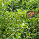 Monarch Butterfly On Green Leaves Monarch Butterfly On Green Leaves - PhotoDune Item for Sale