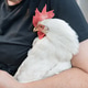 Female holding white chicken close-up in outdoor setting. International Respect for Chickens Month Female holding white chicken close-up in outdoor setting. International Respect for Chickens Month - PhotoDune Item for Sale