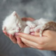 Adorable white kitten sleeping peacefully in hands against soft background Adorable white kitten sleeping peacefully in hands against soft background - PhotoDune Item for Sale