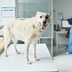 Portrait of Dog Standing on Exam Table during Veterinary Checkup Portrait of Dog Standing on Exam Table during Veterinary Checkup - PhotoDune Item for Sale