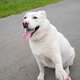 White dog giving paw to woman outdoor. Friendly pet shaking hand with owner on park road. White dog giving paw to woman outdoor. Friendly pet shaking hand with owner on park road. - PhotoDune Item for Sale