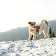Jack russell terrier standing on snowy hill in mountain landscape. Jack russell terrier standing on snowy hill in mountain landscape. - PhotoDune Item for Sale