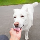 White dog licking human hand outdoors. Playful canine showing affection during daily walk. White dog licking human hand outdoors. Playful canine showing affection during daily walk. - PhotoDune Item for Sale