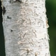 White bark of birch tree trunk showing texture and pattern. White bark of birch tree trunk showing texture and pattern. - PhotoDune Item for Sale