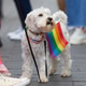 White terrier dog wearing rainbow flag at pride parade White terrier dog wearing rainbow flag at pride parade - PhotoDune Item for Sale