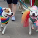 Dogs celebrating pride day wearing rainbow costumes Dogs celebrating pride day wearing rainbow costumes - PhotoDune Item for Sale