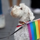 White dog wearing rainbow flag at pride parade White dog wearing rainbow flag at pride parade - PhotoDune Item for Sale
