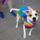 Dog wearing rainbow tutu and bandana at pride parade Dog wearing rainbow tutu and bandana at pride parade - PhotoDune Item for Sale