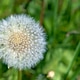 Fragility and wishes: Fragility and wishes: - PhotoDune Item for Sale
