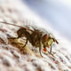 Macro of a Fly Resting Macro of a Fly Resting - PhotoDune Item for Sale