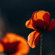 Summer sunset over beautiful poppy meadow. Summer sunset over beautiful poppy meadow. - PhotoDune Item for Sale