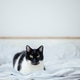 Cute cat lying on the bed in cozy bedroom Cute cat lying on the bed in cozy bedroom - PhotoDune Item for Sale