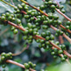Green coffee bean berry plant with sunlight. Fresh raw seed coffee tree growth in eco organic farm m Green coffee bean berry plant with sunlight. Fresh raw seed coffee tree growth in eco organic farm m - PhotoDune Item for Sale