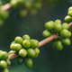 Banner Green coffee bean berry plant with sunlight. Panorama Fresh raw seed coffee tree growth in ec Banner Green coffee bean berry plant with sunlight. Panorama Fresh raw seed coffee tree growth in ec - PhotoDune Item for Sale