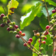 Banner coffee bean berry plant fresh seed. panoramic Ripe Red coffee tree growth green eco organic f Banner coffee bean berry plant fresh seed. panoramic Ripe Red coffee tree growth green eco organic f - PhotoDune Item for Sale